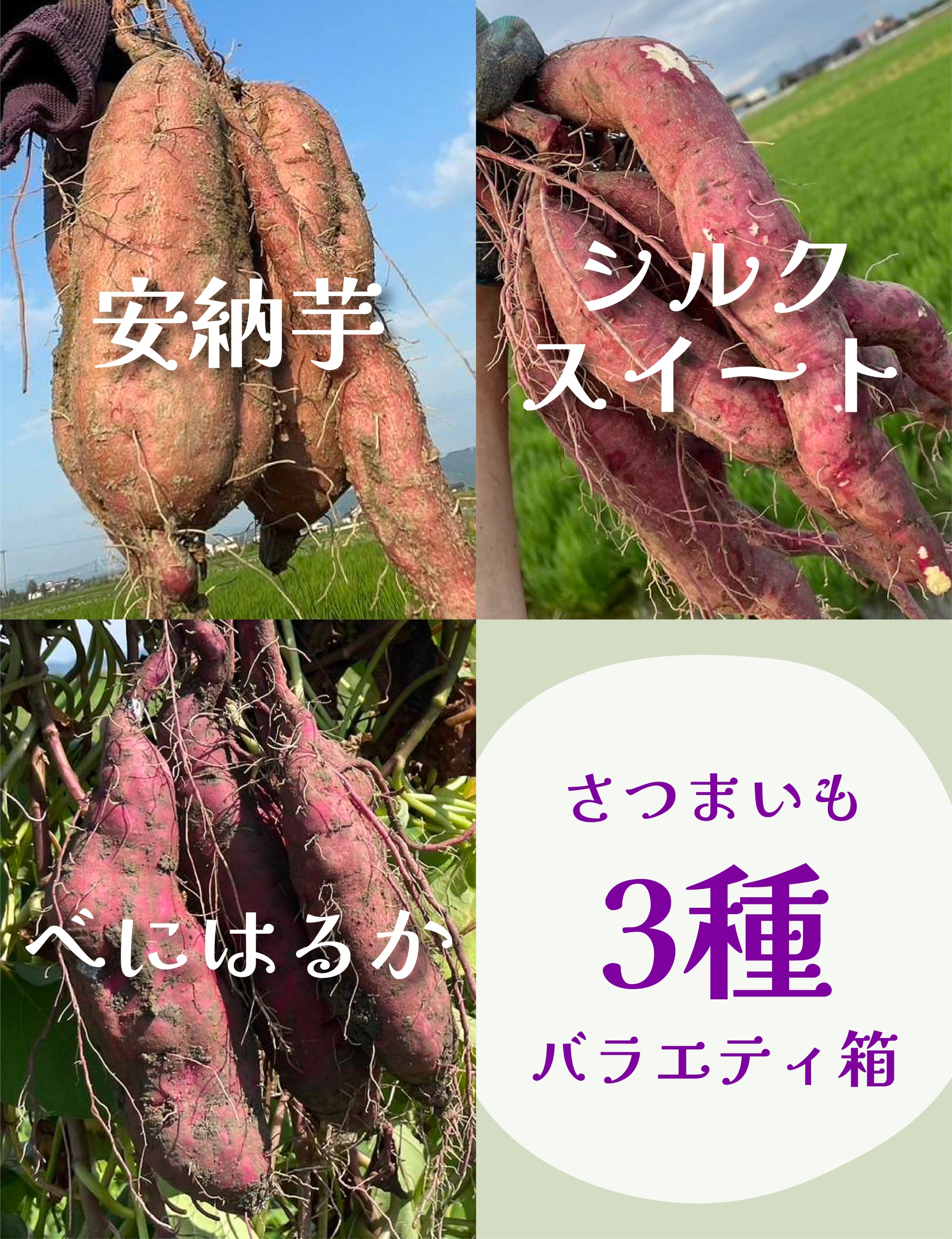 さつまいも3種バラエティ箱 - 刺繍屋さんが作ったアパレルショップ nuudery