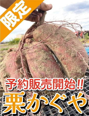 【さつまいも】話題の新品種！続々と販売開始！