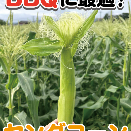 【BBQにおすすめ】皮ごと焼いて美味！朝採れヤングコーン（ゴールドラッシュ）お買い得パック　1kg(13本程度)・1.5kg(20本程度)・2kg(26本程度)・3kg(40本程度) - 刺繍屋さんが作ったアパレルショップ　nuudery