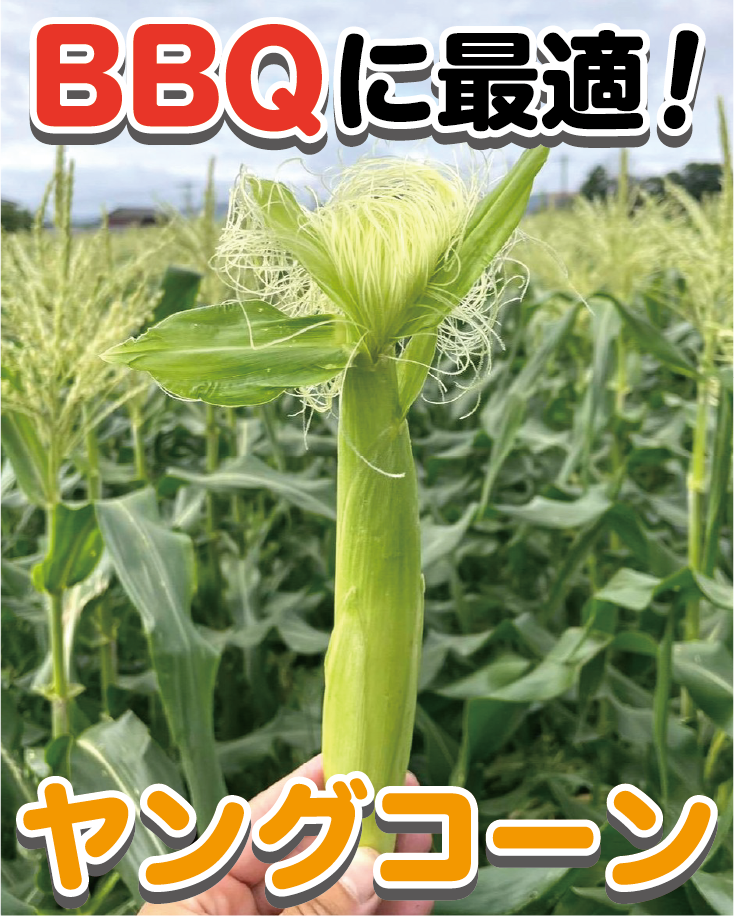 【BBQにおすすめ】皮ごと焼いて美味！朝採れヤングコーン（ゴールドラッシュ）お買い得パック　1kg(13本程度)・1.5kg(20本程度)・2kg(26本程度)・3kg(40本程度) - 刺繍屋さんが作ったアパレルショップ　nuudery