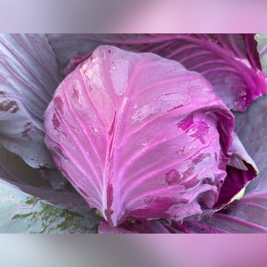 紫キャベツ - 刺繍屋さんが作ったアパレルショップ　nuudery