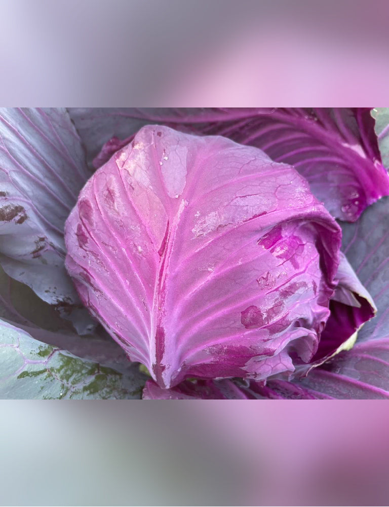 紫キャベツ - 刺繍屋さんが作ったアパレルショップ　nuudery