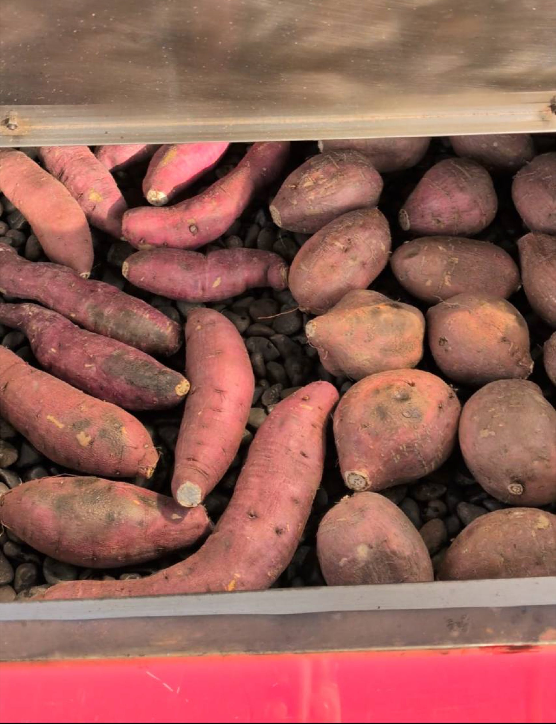 【飲食店・事業者様向けお得BOX】福岡県産 シルクスイート 20kg・50kg・100kg - 刺繍屋さんが作ったアパレルショップ　nuudery