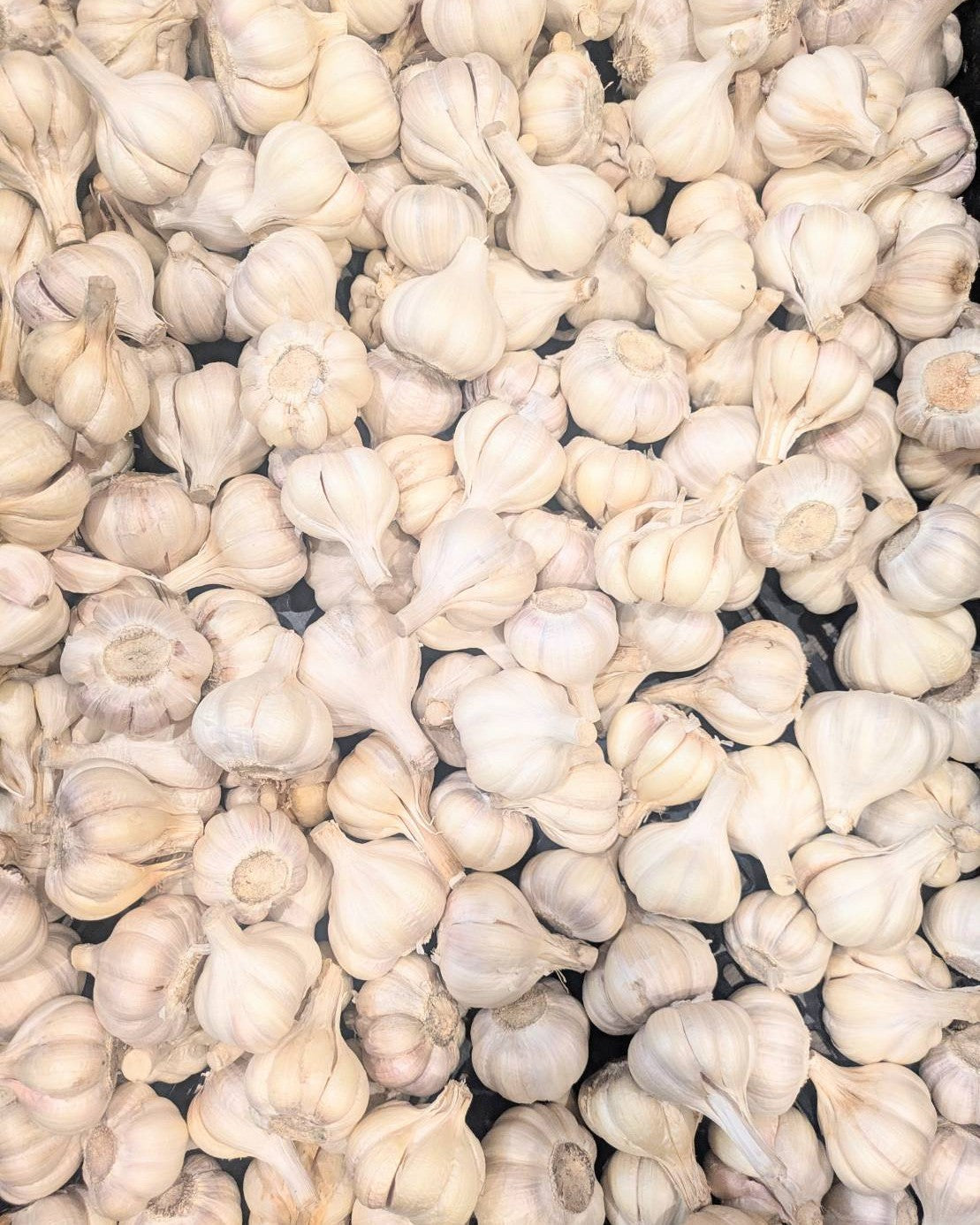 【訳あり・お買い得】福岡県産 白にんにく B・C品 1kg（ご家庭用）｜見た目は不揃いでも味は一級品！コスパ抜群の国産にんにく - 刺繍屋さんが作ったアパレルショップ　nuudery