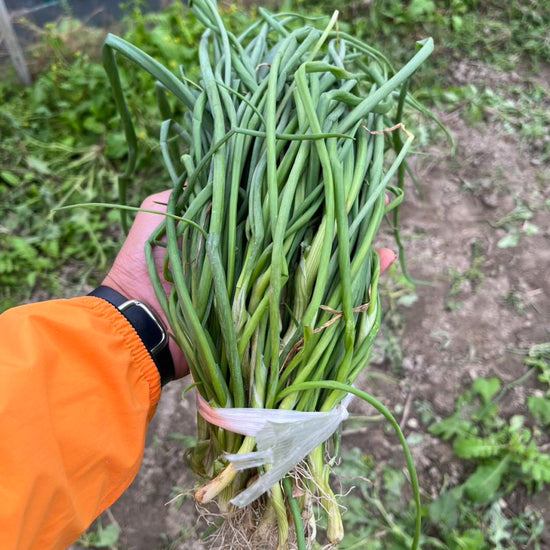 たまねぎ苗(中生)☆おまけつき - 刺繍屋さんが作ったアパレルショップ　nuudery