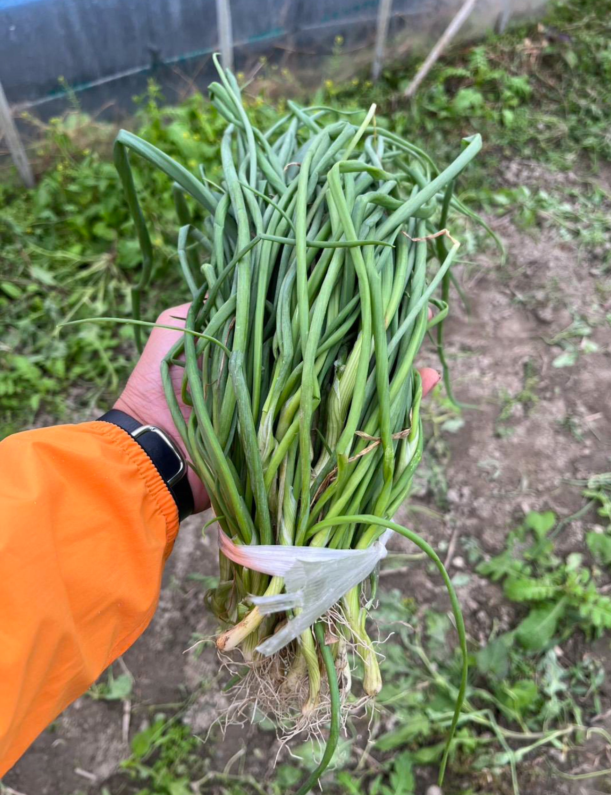 たまねぎ苗(中生)☆おまけつき - 刺繍屋さんが作ったアパレルショップ　nuudery