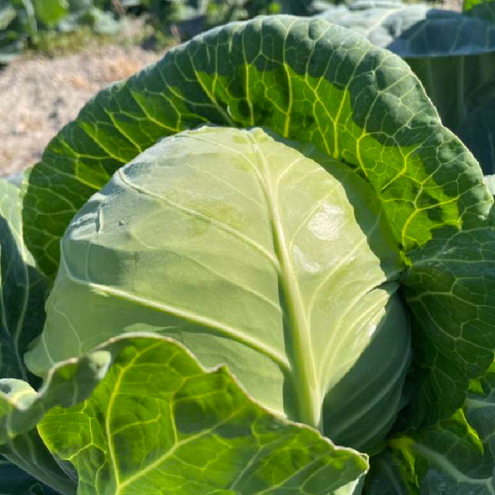 【12月限定！】¥1,200野菜BOX　採れたてキャベツとさつまいも3種食べ比べBOX - 刺繍屋さんが作ったアパレルショップ　nuudery