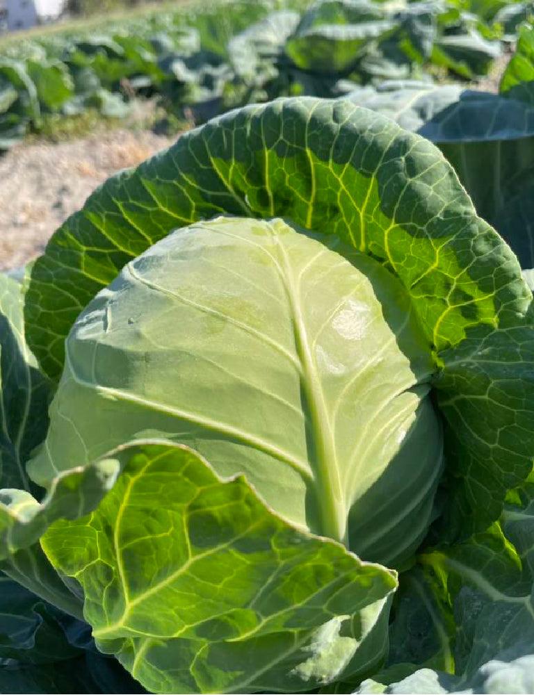 【12月限定！】¥1,200野菜BOX　採れたてキャベツとさつまいも3種食べ比べBOX - 刺繍屋さんが作ったアパレルショップ　nuudery