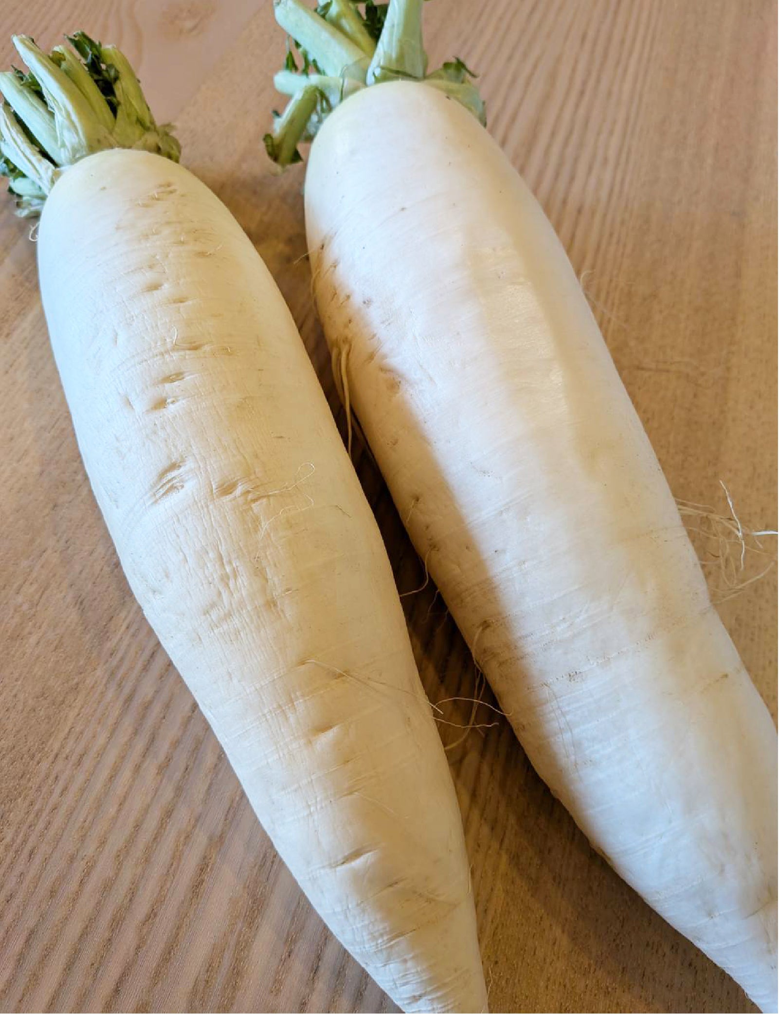 大根（ミディアムサイズ） - 刺繍屋さんが作ったアパレルショップ　nuudery