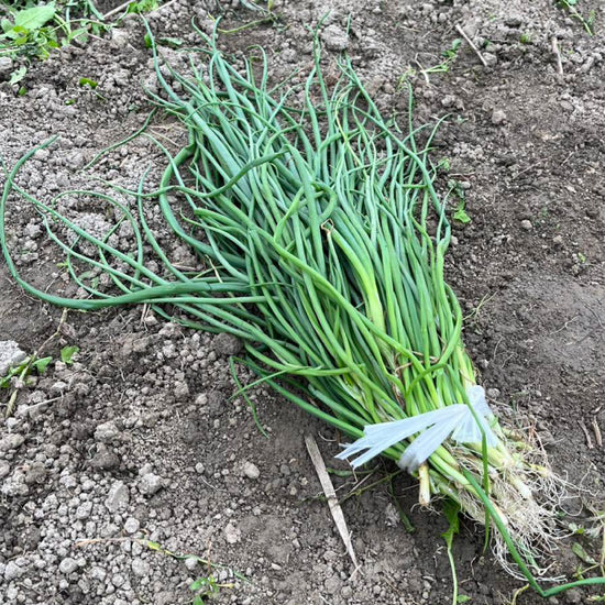 たまねぎ苗(中生)☆おまけつき - 刺繍屋さんが作ったアパレルショップ　nuudery