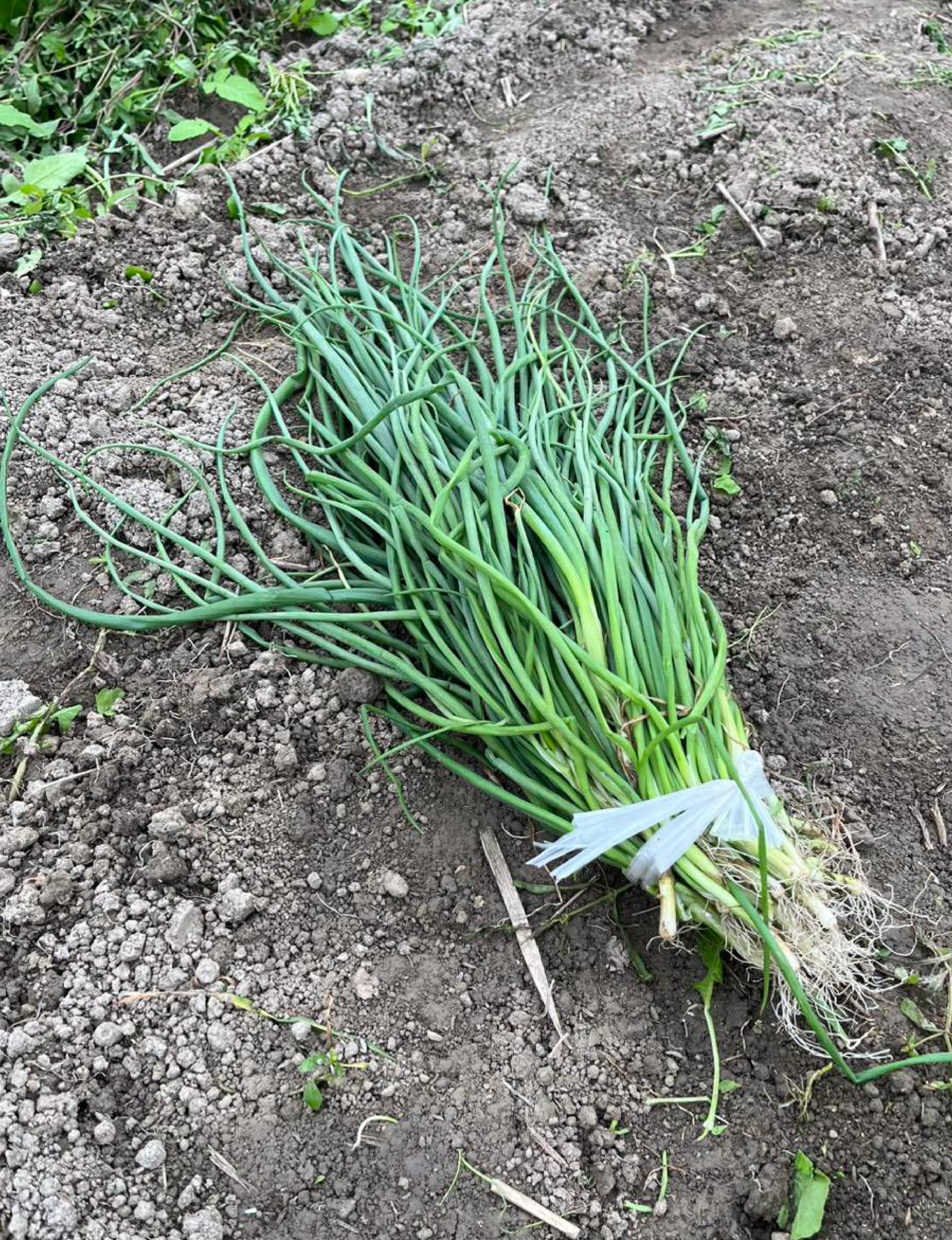 たまねぎ苗(中生)☆おまけつき - 刺繍屋さんが作ったアパレルショップ　nuudery