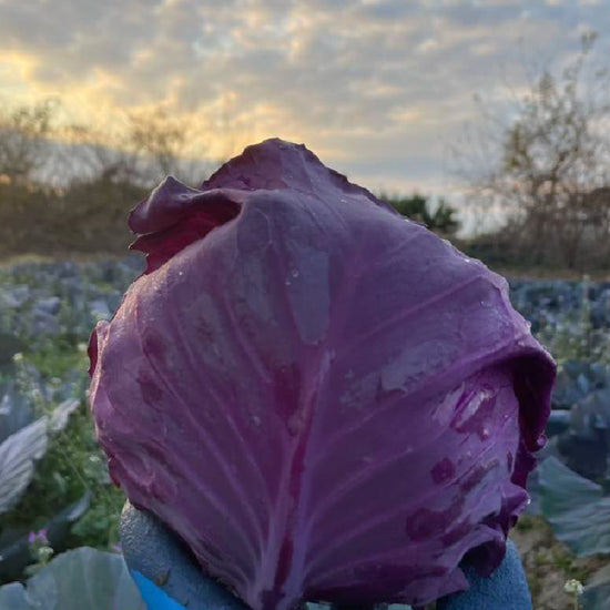 紫キャベツ - 刺繍屋さんが作ったアパレルショップ　nuudery