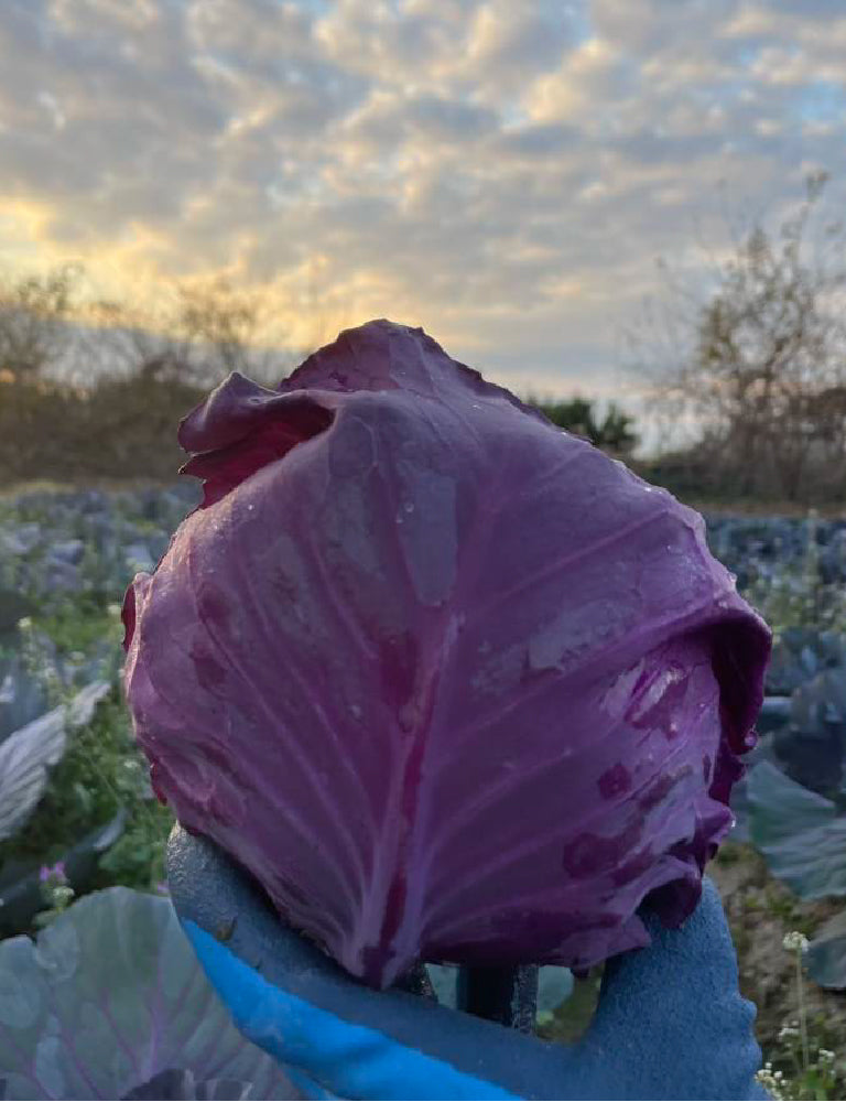 紫キャベツ - 刺繍屋さんが作ったアパレルショップ　nuudery