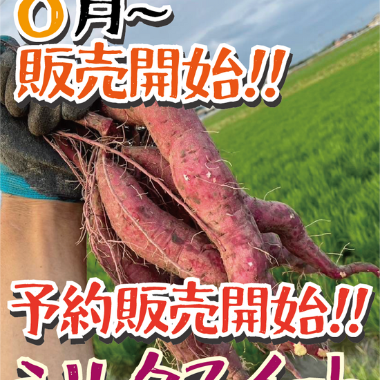 【予約販売開始!】【掘りたて新芋】福岡県産 シルクスイート（1kg / 5kg/10kg）｜新芋ならではのみずみずしさ・おかずや焼き芋にぴったり - 刺繍屋さんが作ったアパレルショップ　nuudery