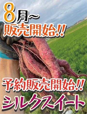 【予約販売開始!】【掘りたて新芋】福岡県産 シルクスイート（1kg / 5kg/10kg）｜新芋ならではのみずみずしさ・おかずや焼き芋にぴったり - 刺繍屋さんが作ったアパレルショップ　nuudery