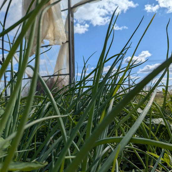 たまねぎ苗(中生)☆おまけつき - 刺繍屋さんが作ったアパレルショップ　nuudery