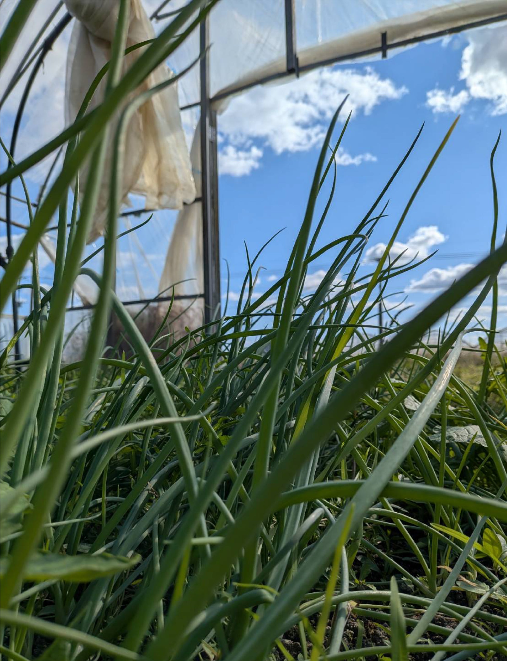 たまねぎ苗(中生)☆おまけつき - 刺繍屋さんが作ったアパレルショップ　nuudery