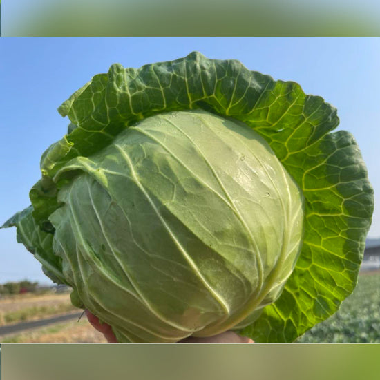 【12月限定！】¥1,200野菜BOX　採れたてキャベツとさつまいも3種食べ比べBOX - 刺繍屋さんが作ったアパレルショップ　nuudery