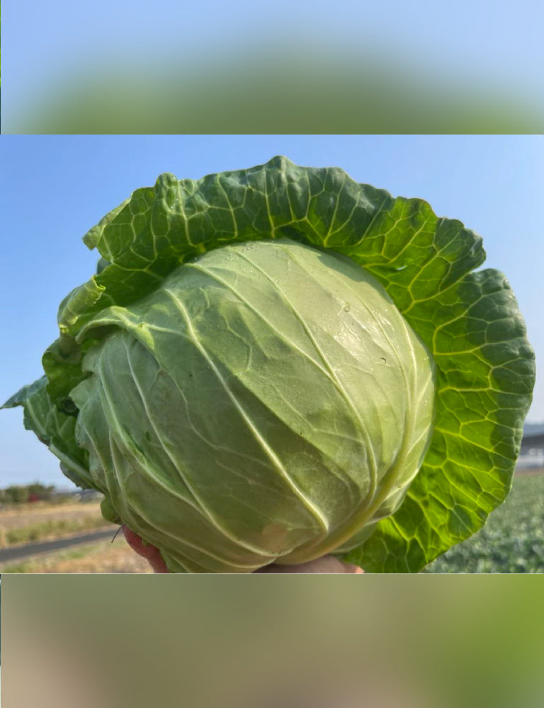 【12月限定！】¥1,200野菜BOX　採れたてキャベツとさつまいも3種食べ比べBOX - 刺繍屋さんが作ったアパレルショップ　nuudery