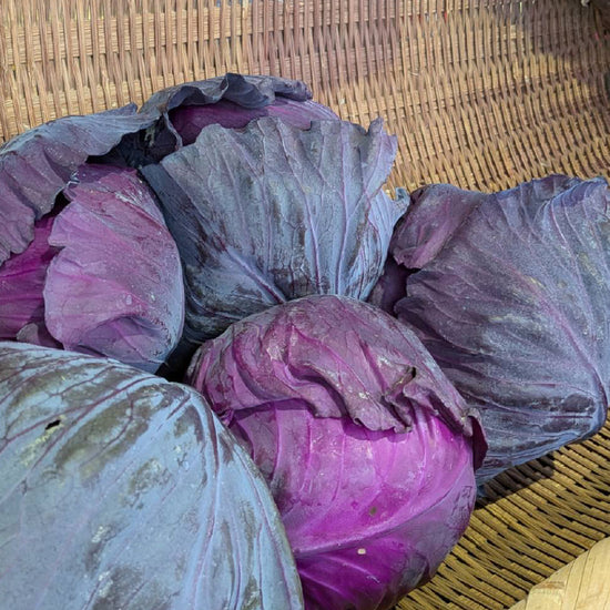 紫キャベツ - 刺繍屋さんが作ったアパレルショップ　nuudery