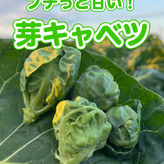 芽キャベツ - 刺繍屋さんが作ったアパレルショップ　nuudery