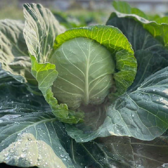 【12月限定！】¥1,200野菜BOX　採れたてキャベツとさつまいも3種食べ比べBOX - 刺繍屋さんが作ったアパレルショップ　nuudery