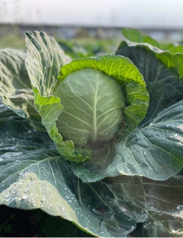 【12月限定！】¥1,200野菜BOX　採れたてキャベツとさつまいも3種食べ比べBOX - 刺繍屋さんが作ったアパレルショップ　nuudery