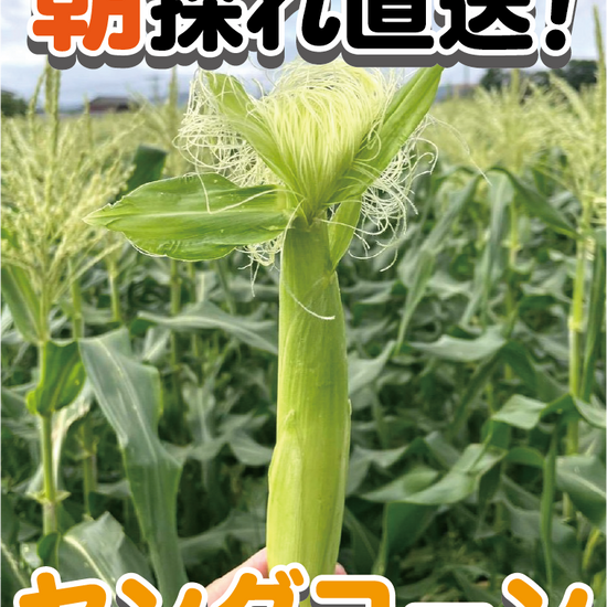 【BBQにおすすめ】皮ごと焼いて美味！朝採れヤングコーン（ゴールドラッシュ）お買い得パック　1kg(13本程度)・1.5kg(20本程度)・2kg(26本程度)・3kg(40本程度) - 刺繍屋さんが作ったアパレルショップ　nuudery