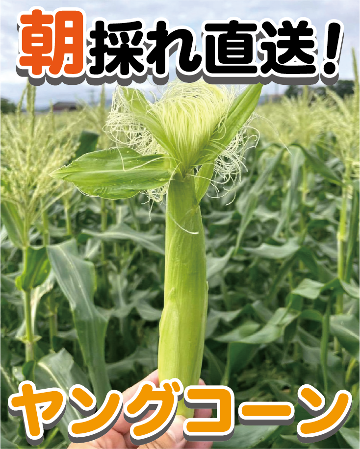 【BBQにおすすめ】皮ごと焼いて美味！朝採れヤングコーン（ゴールドラッシュ）お買い得パック　1kg(13本程度)・1.5kg(20本程度)・2kg(26本程度)・3kg(40本程度) - 刺繍屋さんが作ったアパレルショップ　nuudery