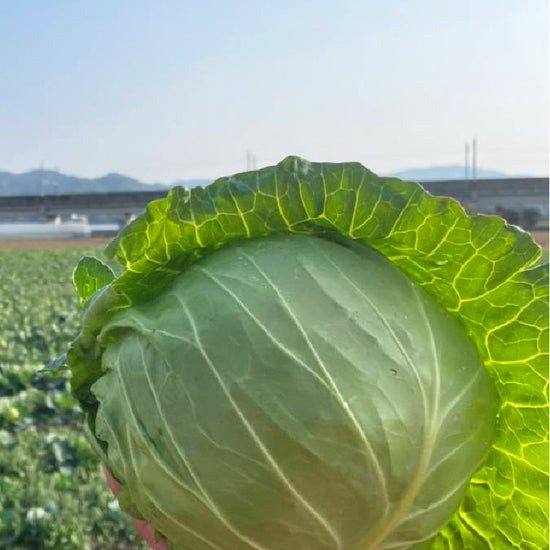 【12月限定！】¥1,200野菜BOX　採れたてキャベツとさつまいも3種食べ比べBOX - 刺繍屋さんが作ったアパレルショップ　nuudery