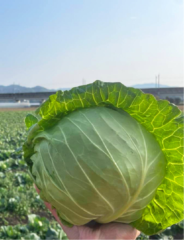 【12月限定！】¥1,200野菜BOX　採れたてキャベツとさつまいも3種食べ比べBOX - 刺繍屋さんが作ったアパレルショップ　nuudery