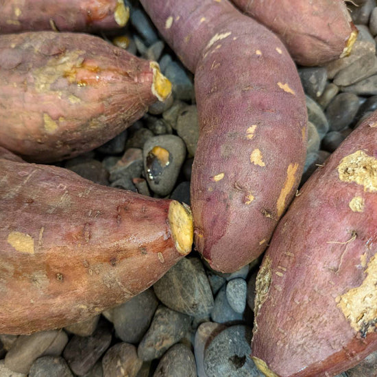 【飲食店・事業者様向けお得BOX】福岡県産 安納芋 20kg・50kg・100kg - 刺繍屋さんが作ったアパレルショップ　nuudery