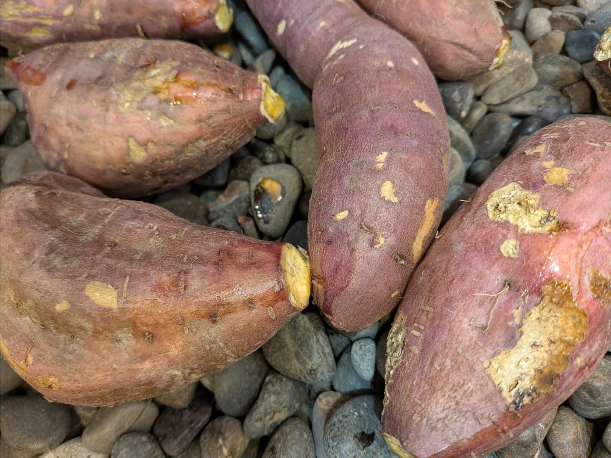 【飲食店・事業者様向けお得BOX】福岡県産 安納芋 20kg・50kg・100kg - 刺繍屋さんが作ったアパレルショップ　nuudery