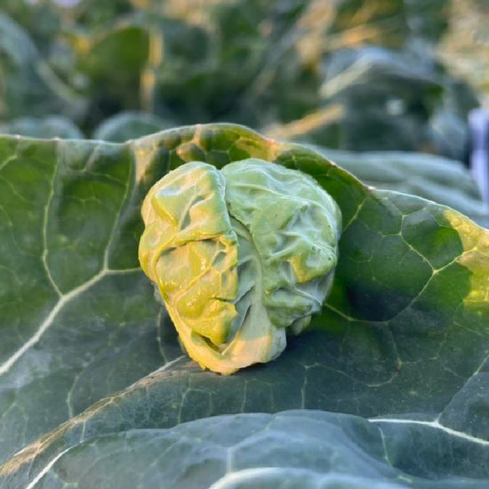 芽キャベツ - 刺繍屋さんが作ったアパレルショップ　nuudery