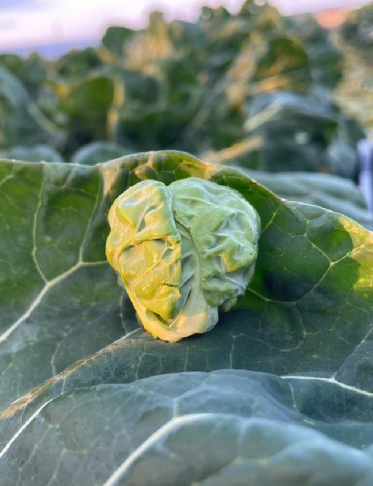 芽キャベツ - 刺繍屋さんが作ったアパレルショップ　nuudery