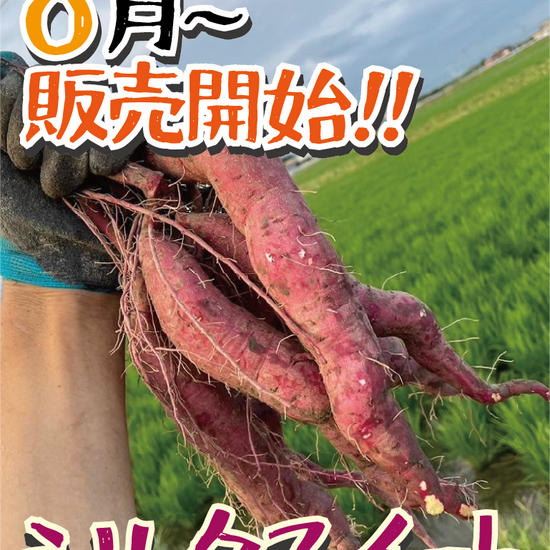 【掘りたて新芋！】福岡県産 シルクスイート（1kg / 5kg/10kg）｜新芋ならではのみずみずしさ・おかずや焼き芋にぴったり - 刺繍屋さんが作ったアパレルショップ　nuudery