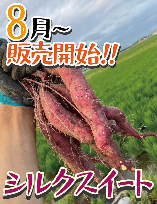 【新芋販売スタート!】【掘りたて新芋】福岡県産 シルクスイート（1kg / 5kg/10kg）｜新芋ならではのみずみずしさ・おかずや焼き芋にぴったり