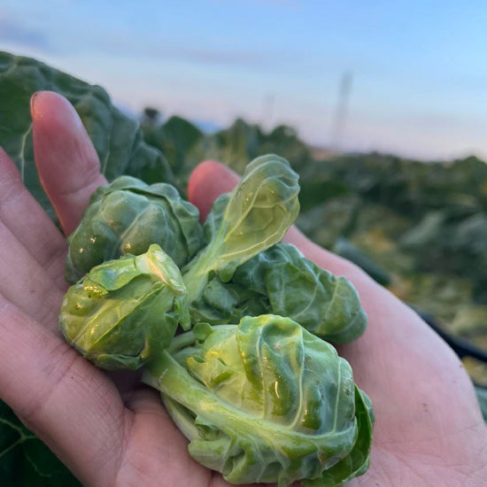 芽キャベツ - 刺繍屋さんが作ったアパレルショップ　nuudery