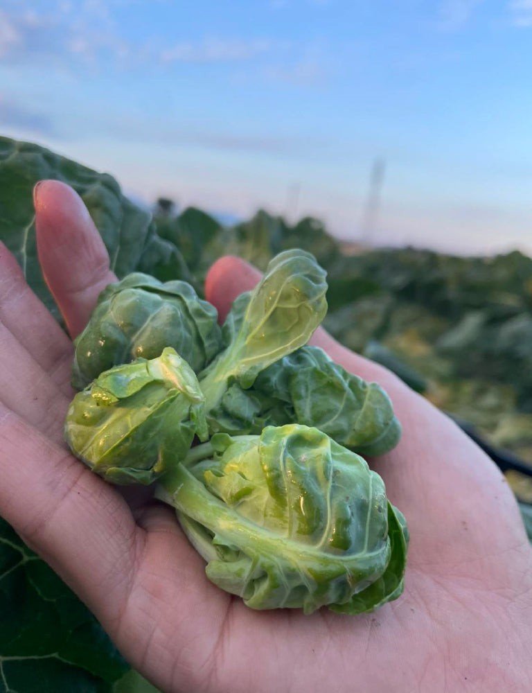 芽キャベツ - 刺繍屋さんが作ったアパレルショップ　nuudery