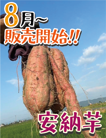新芋販売スタート！【飲食店・事業者様向けお得BOX】福岡県産 安納芋 20kg・50kg・100kg