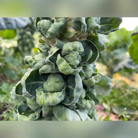 芽キャベツ - 刺繍屋さんが作ったアパレルショップ　nuudery