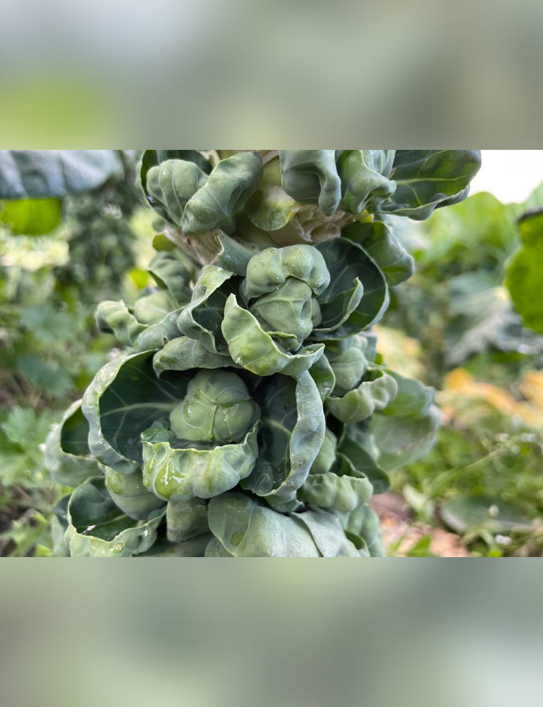 芽キャベツ - 刺繍屋さんが作ったアパレルショップ　nuudery