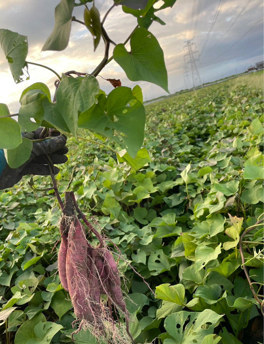 シルクスイート 20キロ - 刺繍屋さんが作ったアパレルショップ　nuudery