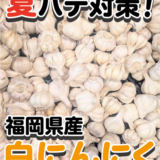 【国産・最高品質A品】福岡県産 白にんにく 1kg（厳選） - 刺繍屋さんが作ったアパレルショップ　nuudery