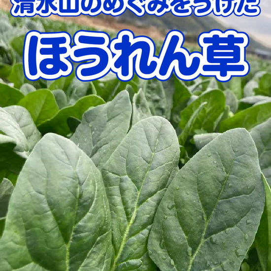 ほうれん草 - 刺繍屋さんが作ったアパレルショップ　nuudery