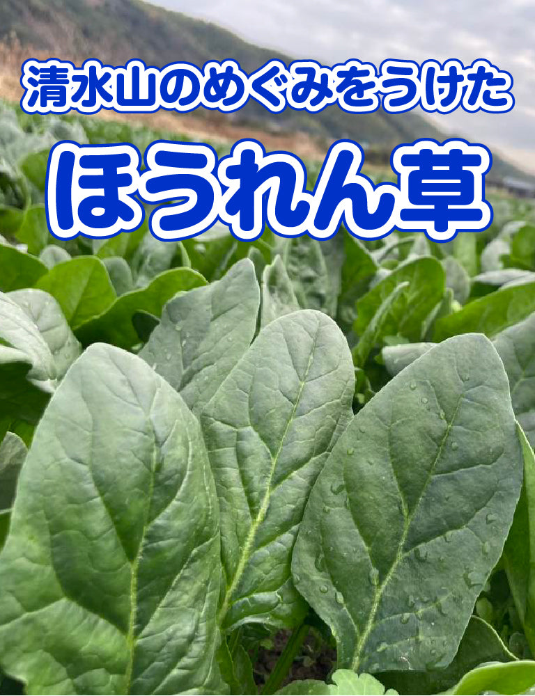 ほうれん草 - 刺繍屋さんが作ったアパレルショップ　nuudery