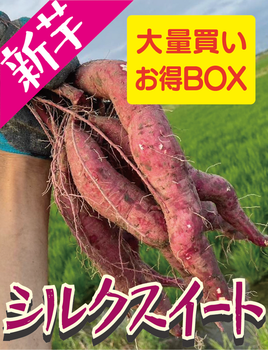 新芋販売スタート！【飲食店・事業者様向けお得BOX】福岡県産 シルクスイート 20kg・50kg・100kg
