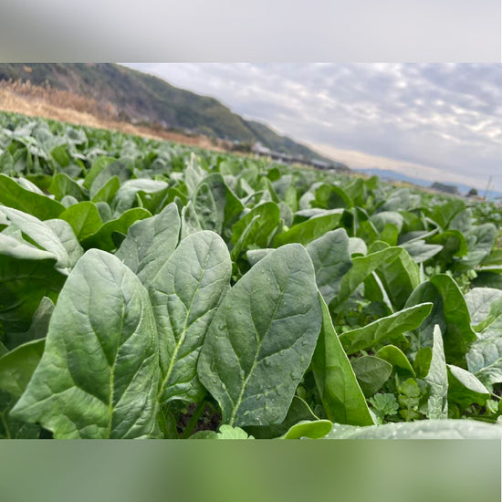 ほうれん草 - 刺繍屋さんが作ったアパレルショップ　nuudery