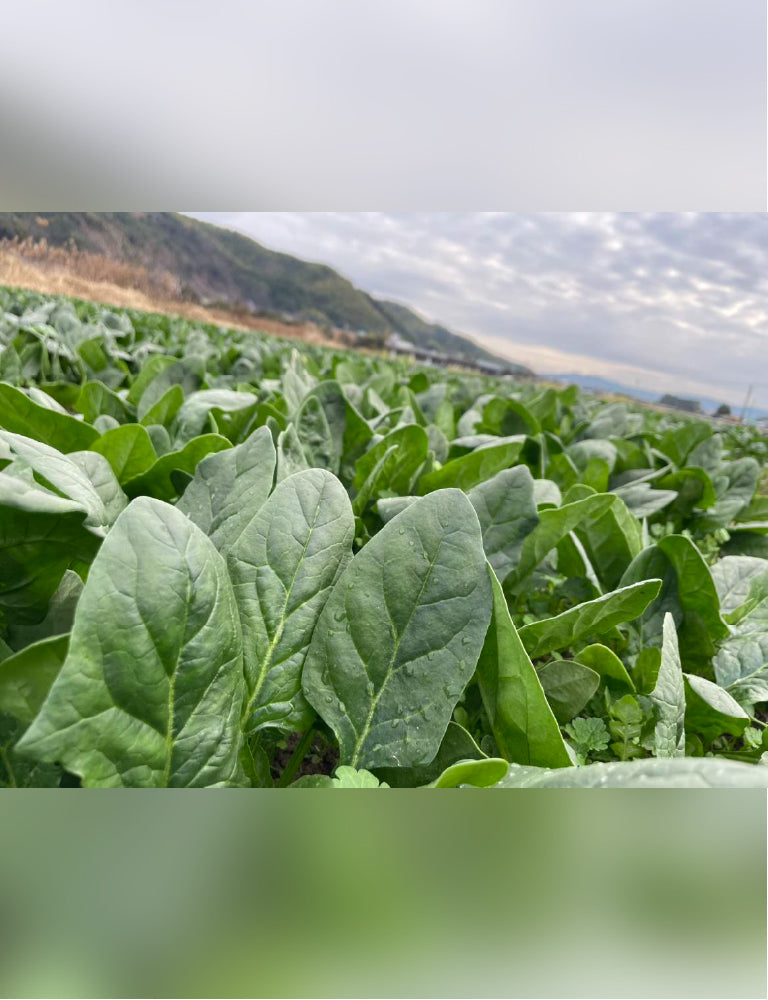 ほうれん草 - 刺繍屋さんが作ったアパレルショップ　nuudery