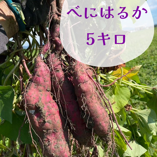 べにはるか - 刺繍屋さんが作ったアパレルショップ　nuudery